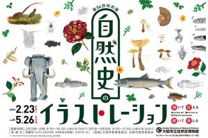 描いて伝える、描いて楽しむ　「自然史のイラストレーション」展が大阪・長居の大阪市立自然史博物館で開催中