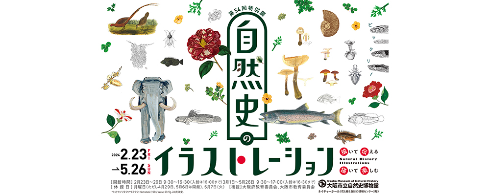 描いて伝える、描いて楽しむ　「自然史のイラストレーション」展が大阪・長居の大阪市立自然史博物館で開催中